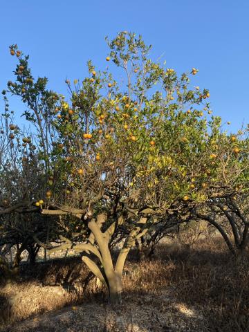 台中東勢農地-2