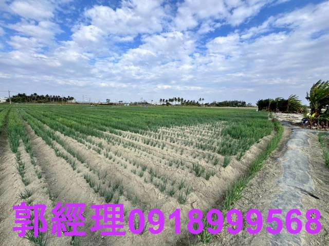 台南農地-6