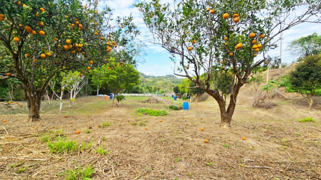 新竹北埔農地-13