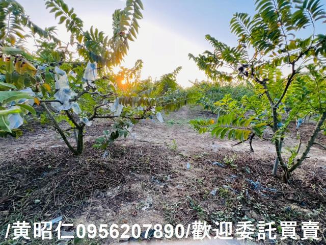 台南農地-3