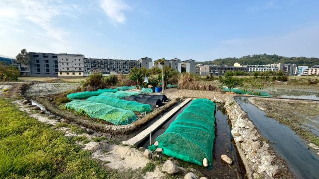 新竹芎林農地-1