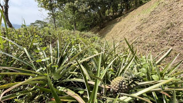 新竹北埔農地-5