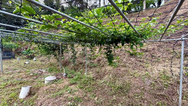 新竹北埔農地-3