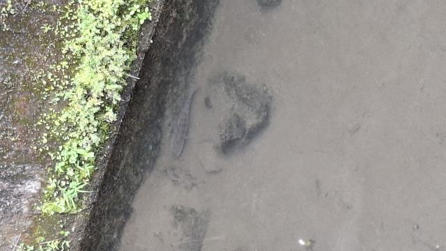 台中石岡農地-9