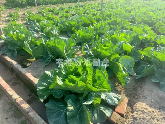 台南南區農地-8