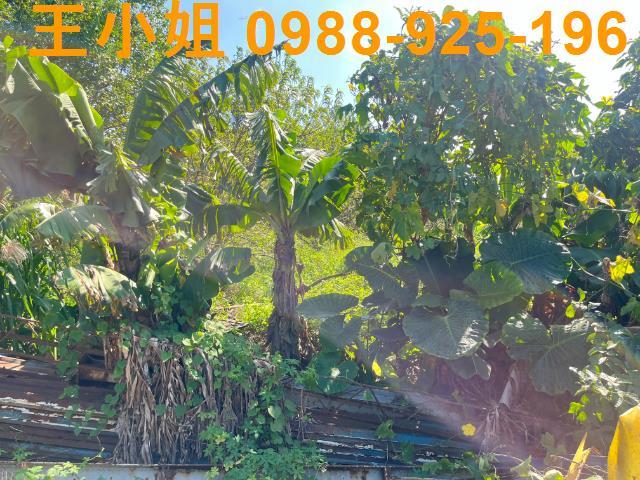 桃園新屋農地-5