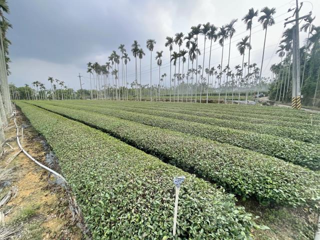 南投名間農地-4