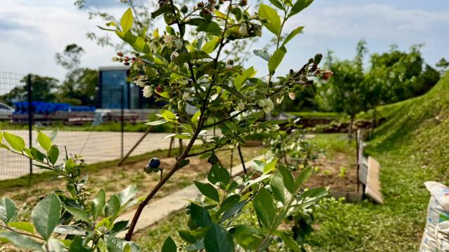 新竹關西農地-15