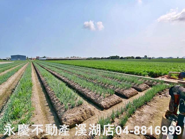 彰化埔鹽農地-5