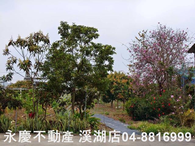 溪湖農地-10