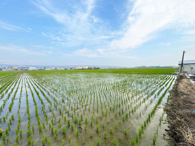 龍井農地-1