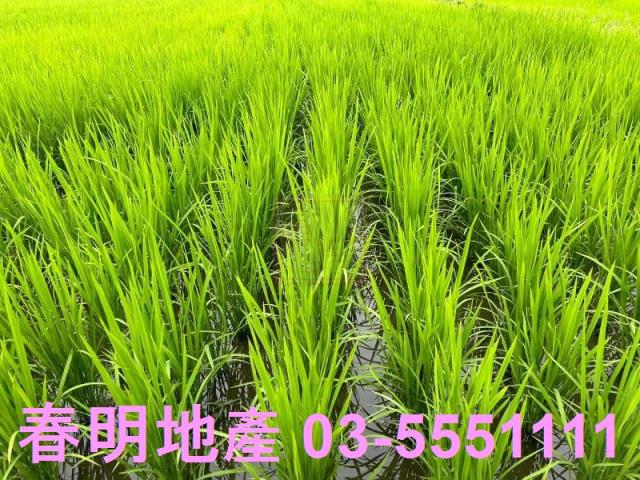 竹北農地-9