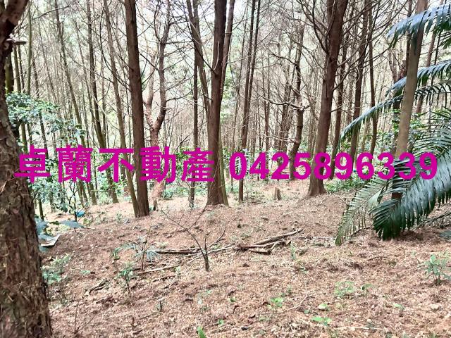 卓蘭林地-10
