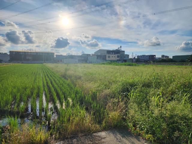 高雄阿蓮農地-2