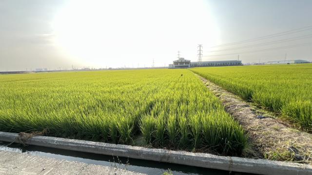 高雄路竹農地-5