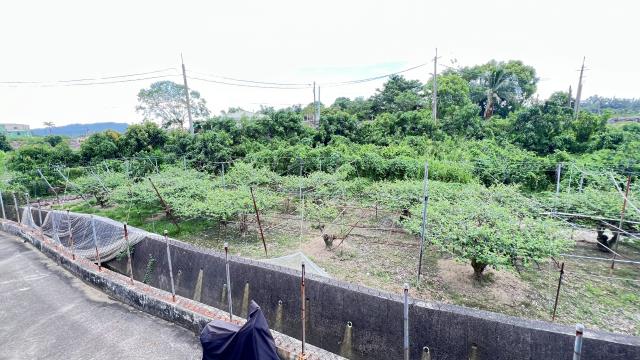 燕巢農地-4