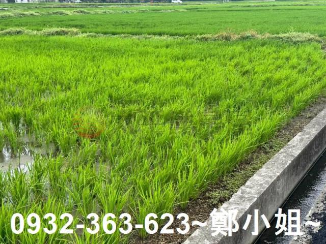 新屋農地-10