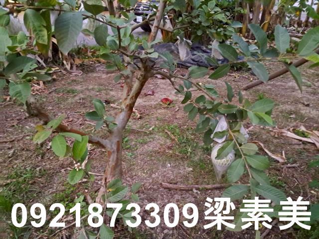 台南農地-6