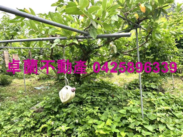 苗栗卓蘭農地-10