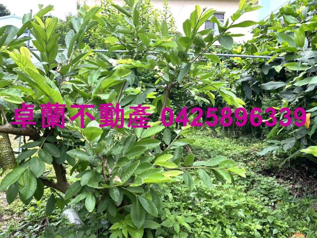 苗栗卓蘭農地-7