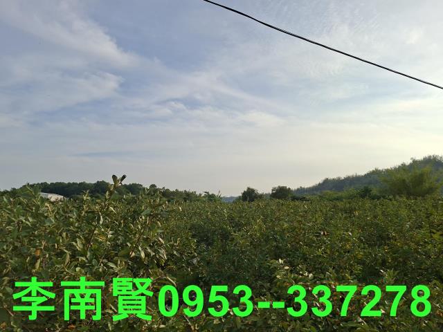 玉井農地-7