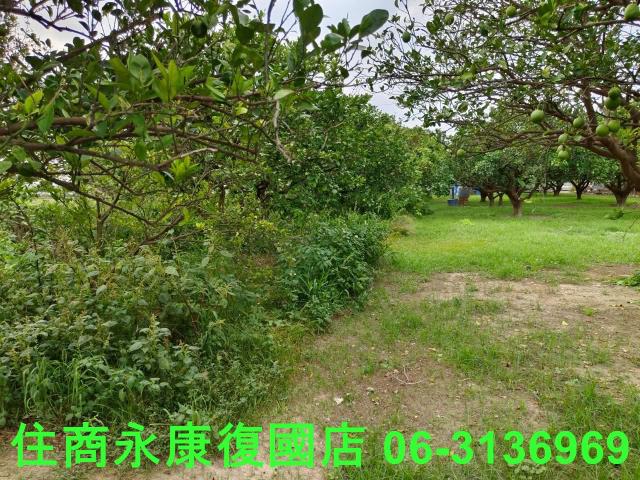 台南佳里農地-8