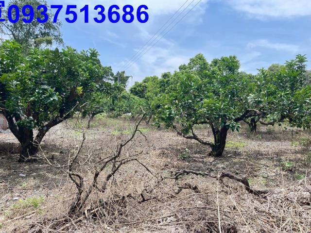 礁溪農地-8