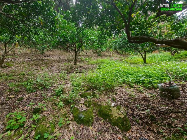 新竹北埔農地-14