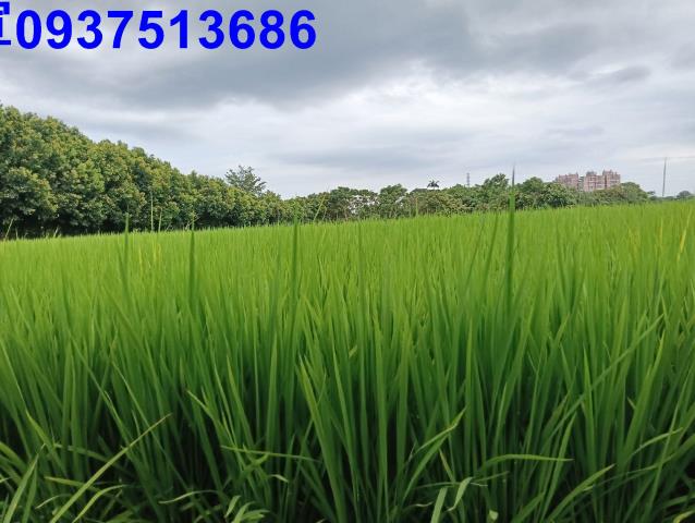 宜蘭頭城農地-4