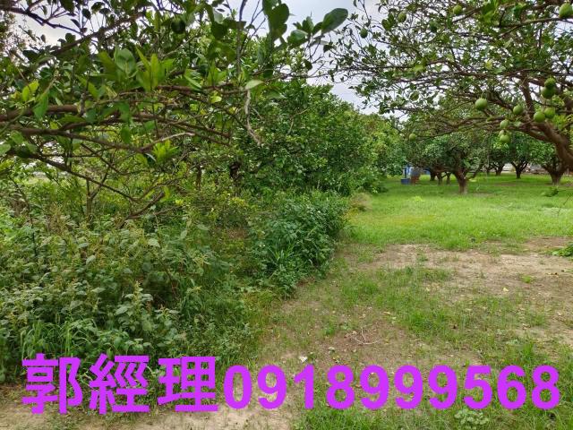 佳里農地-8