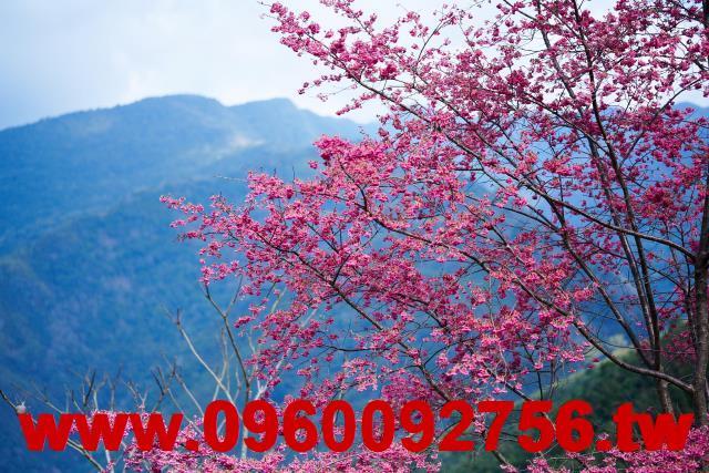 尖石農地-4