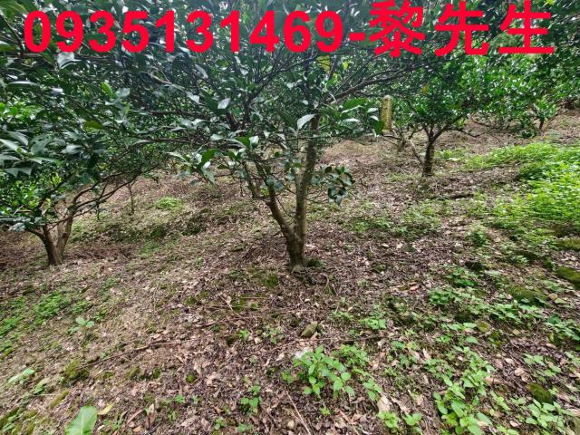 北埔農地-3