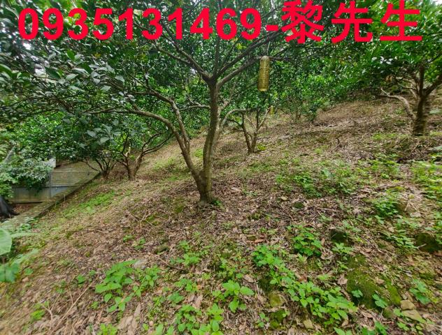 北埔農地-6