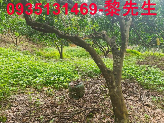 北埔農地-7