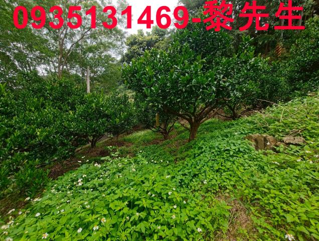 北埔農地-10