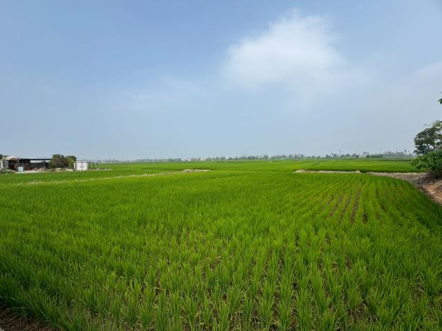 嘉義民雄農地-3