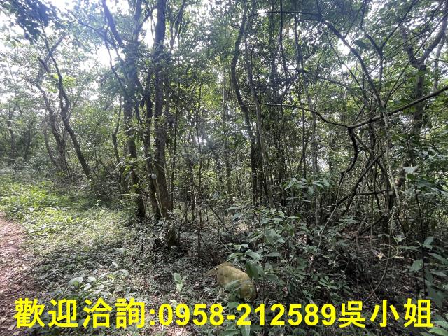 苗栗三義山坡地-4