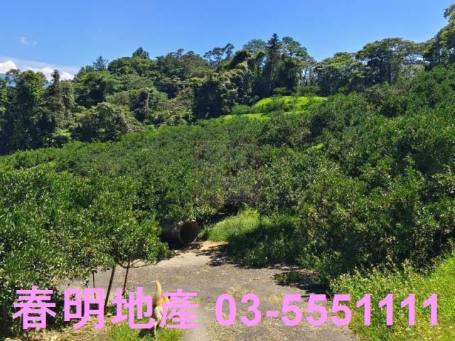 橫山農地-7