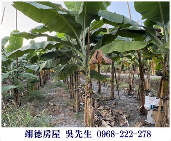 高樹農地-9