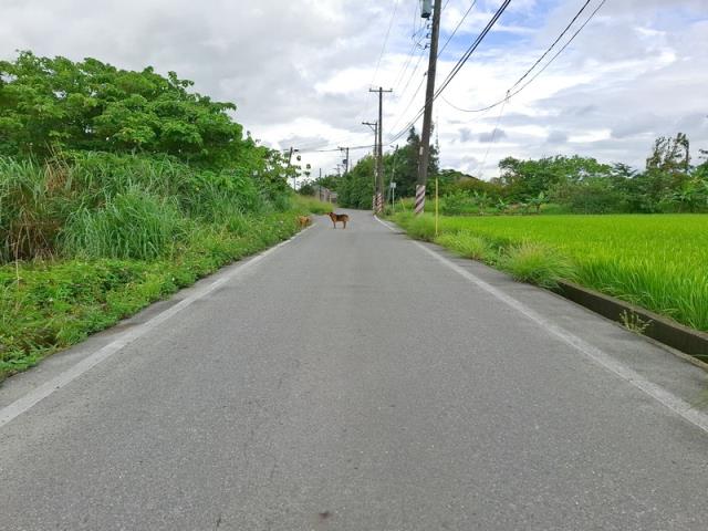 桃園楊梅農地-6