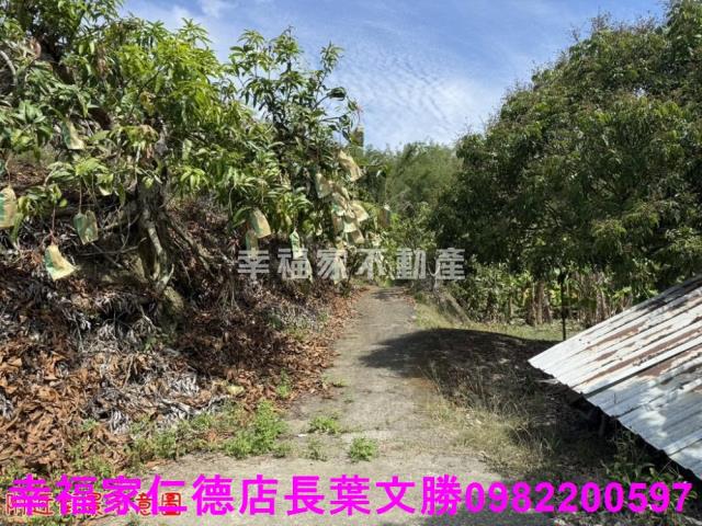 玉井農地-14