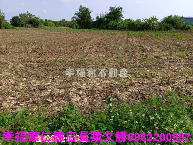 安定農地-5