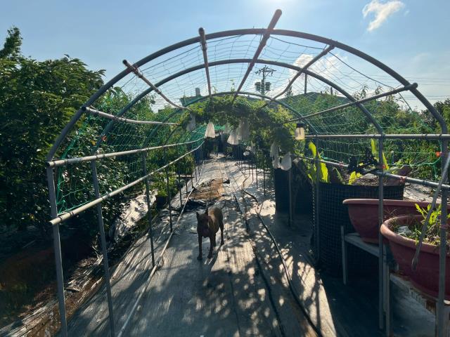 桃園新屋農地-9