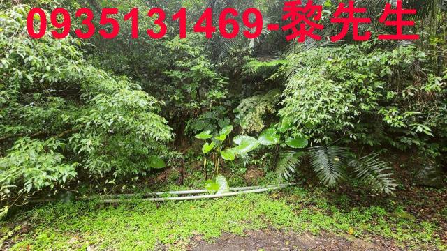 橫山林地-14