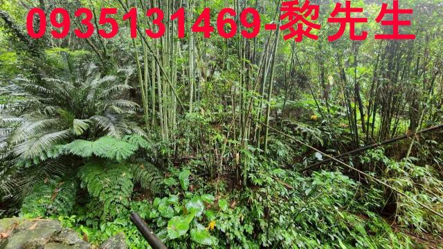橫山林地-2
