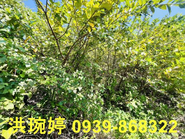 埔心農地-4
