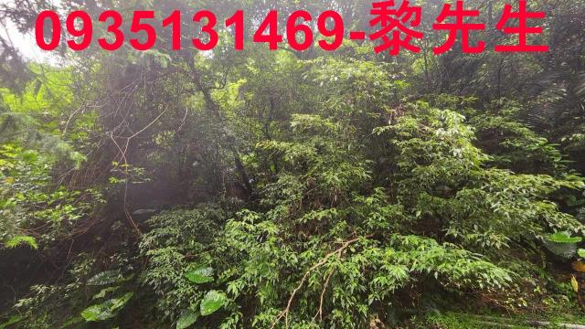 新竹橫山林地-11