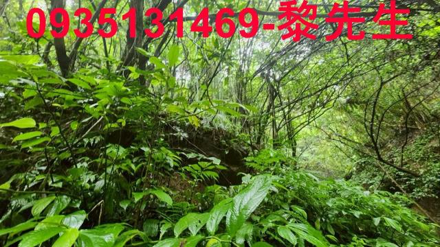 新竹橫山林地-1