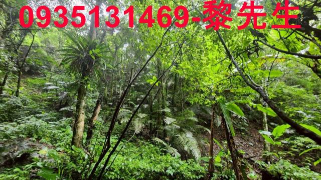 新竹橫山林地-5