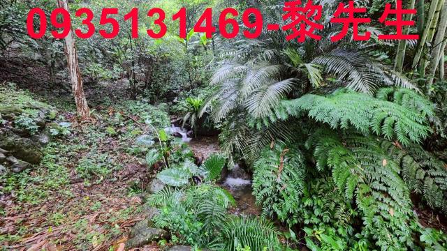 新竹橫山林地-9